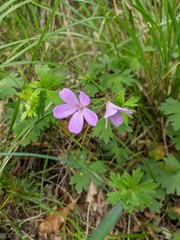 Geranium asphodeloides