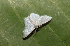 Chloropteryx diluta