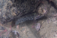 Ruanoho decemdigitatus