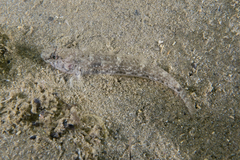 Favonigobius