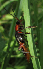 Cantharis rustica