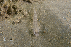 Favonigobius