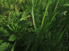 Cantharis rustica