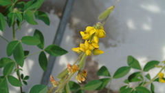 Crotalaria vitellina