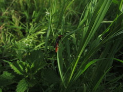 Cantharis rustica