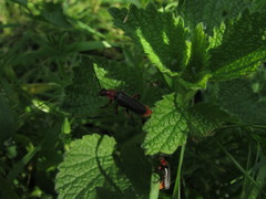 Cantharis rustica
