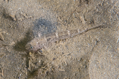 Favonigobius