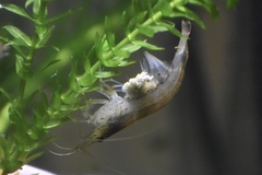 Caridina multidentata