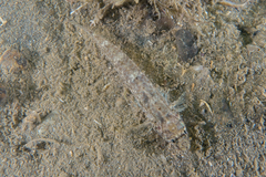 Favonigobius