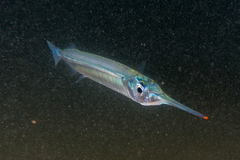 Hyporhamphus ihi
