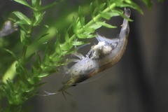 Caridina multidentata