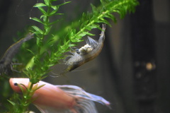 Caridina multidentata