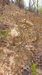 Chrysocoma esterhuyseniae