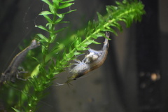 Caridina multidentata