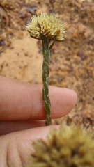 Chrysocoma esterhuyseniae