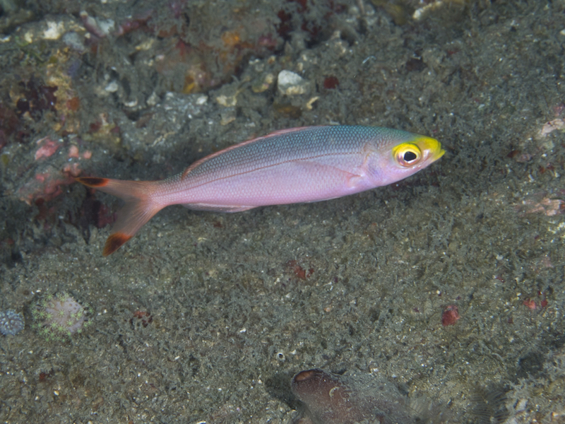 Banana Fusilier