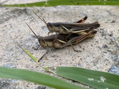 Stenocatantops mistshenkoi