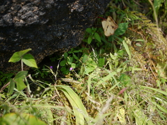 Desmodiastrum racemosum