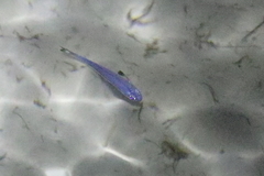 Atherinomorus vaigiensis