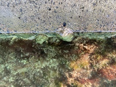 Sypharochiton pelliserpentis