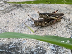 Stenocatantops mistshenkoi