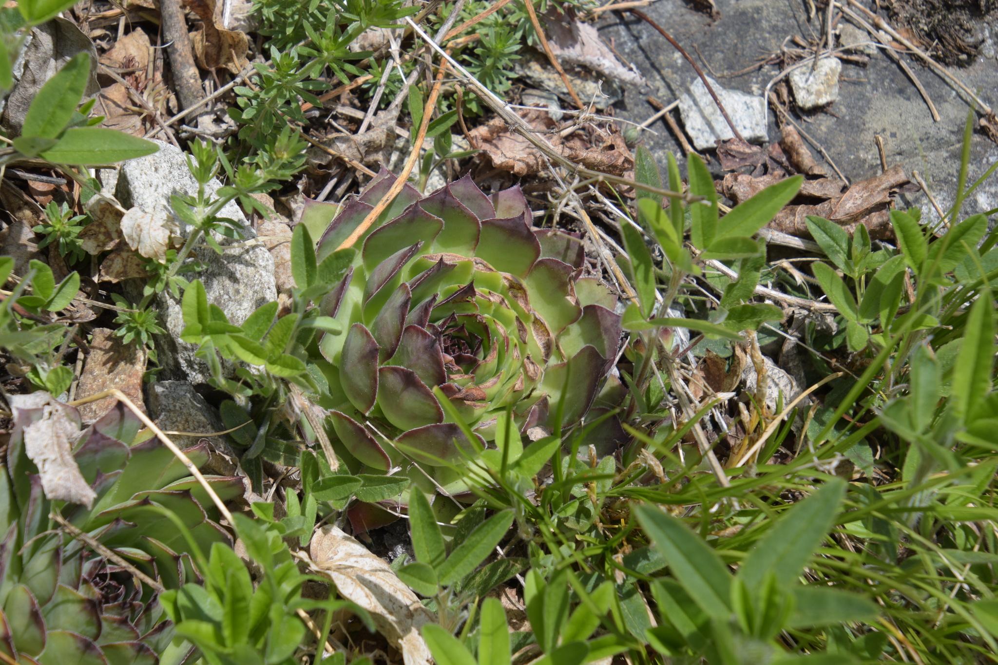 Sempervivum 'Silverine' 3