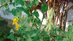 Crotalaria vitellina
