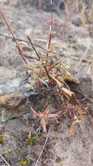 Crassula cymosa