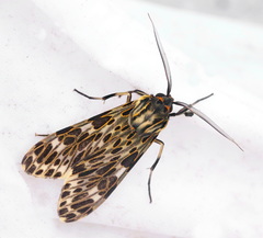 Eucereon pseudarchias