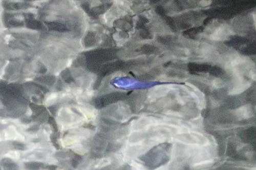 Atherinomorus vaigiensis