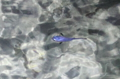 Atherinomorus vaigiensis