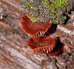Tubaria rufofulva