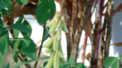 Crotalaria vitellina