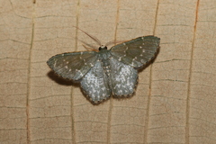 Chloropteryx dealbata