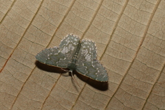 Chloropteryx dealbata