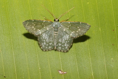 Chloropteryx dealbata