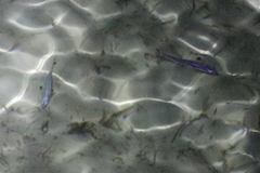 Atherinomorus vaigiensis