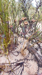 Lampranthus glaucoides