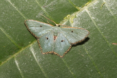 Chloropteryx stigmatica