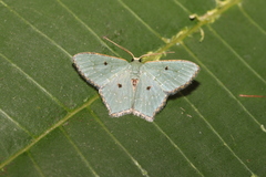Chloropteryx stigmatica