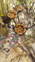 Lampranthus glaucoides