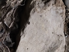 Crematogaster scutellaris