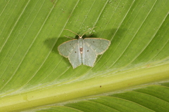Chloropteryx stigmatica