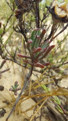 Lampranthus glaucoides