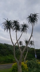 Aloidendron