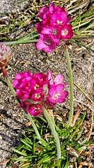 Armeria maritima