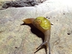 Helicarion mastersi