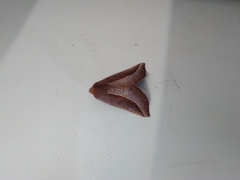 Drepanogynis legraini