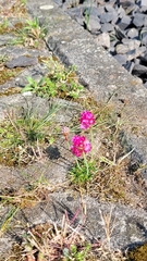Armeria maritima