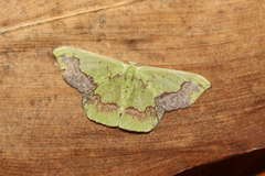 Phrudocentra janeira